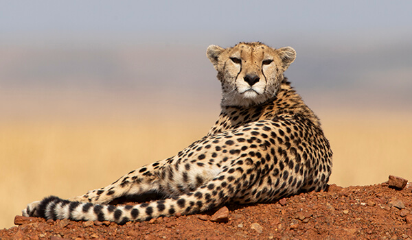 Masai Mara Photography trip blog