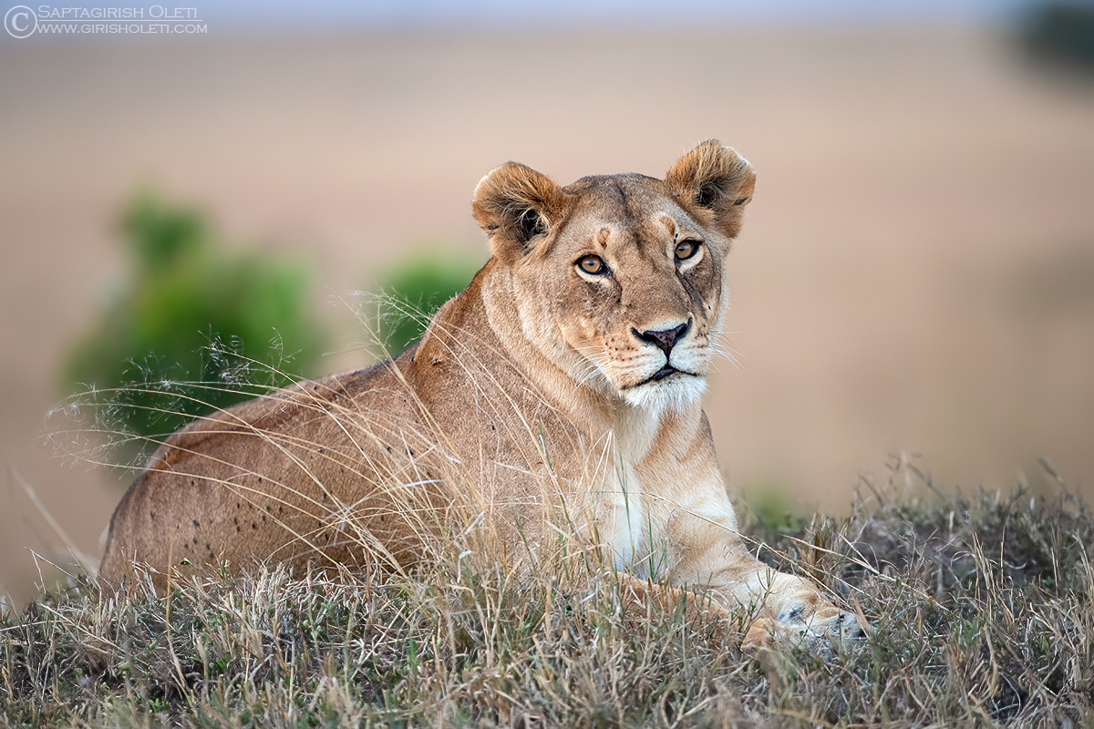 African Lion photographed at Masai Mara, Kenya