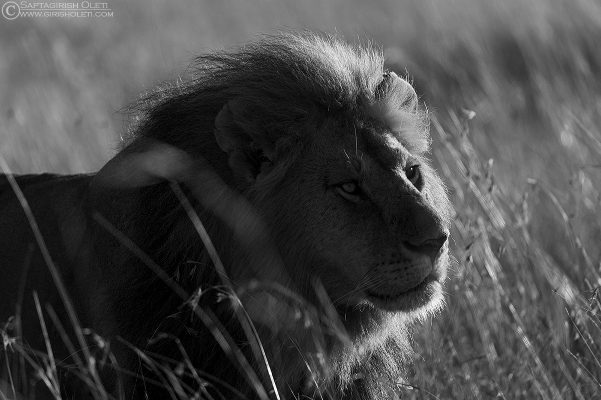 African Lion photographed at Masai Mara, Kenya