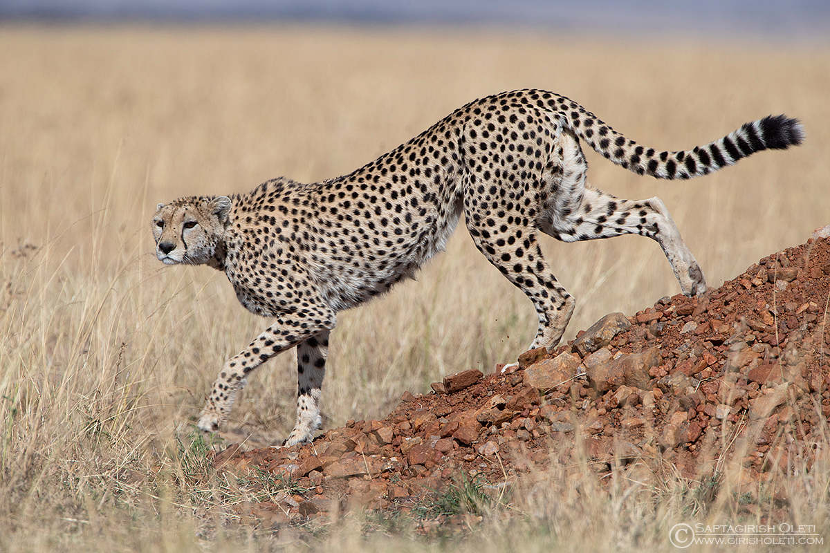 Cheetah photographed at Masai Mara, Kenya