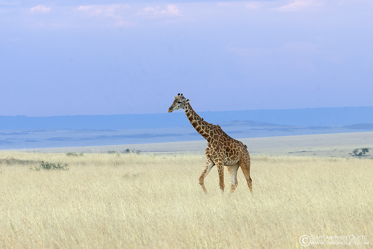 Giraffe photographed at Masai Mara, Kenya