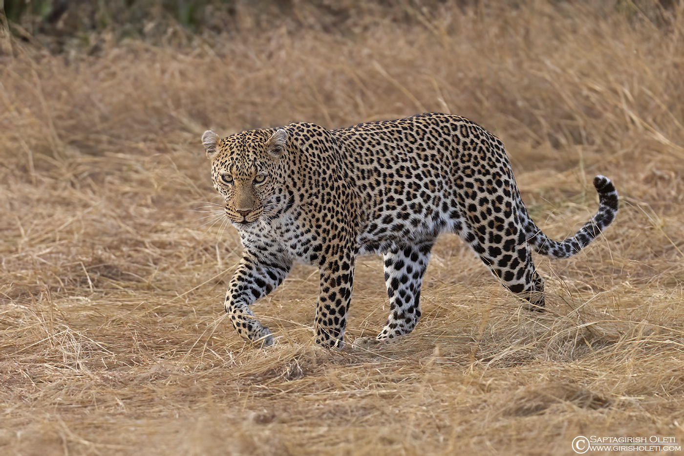 Leopard photographed at Masai Mara, Kenya