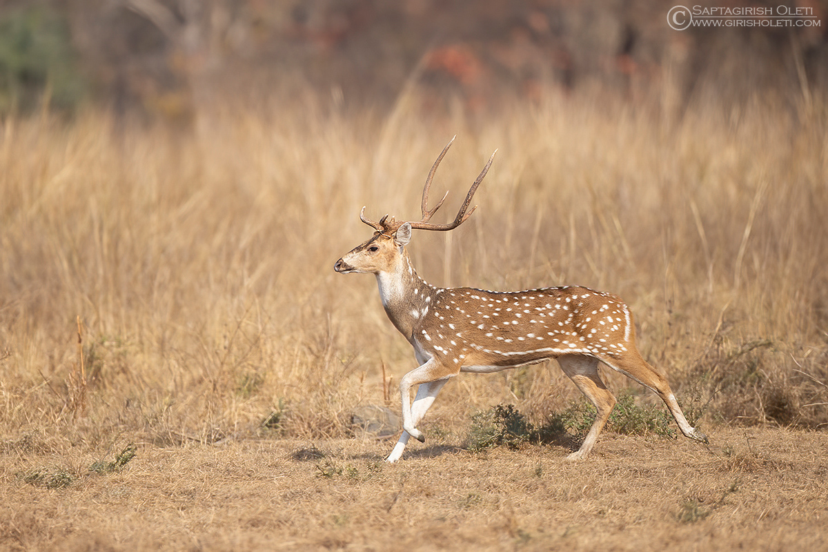 Spotted Deer photographed at Tadoba, India