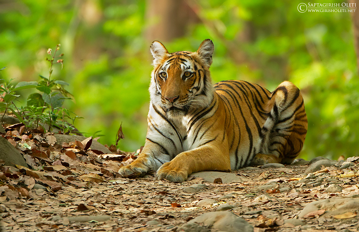 Tiger photographed at Corbett, India