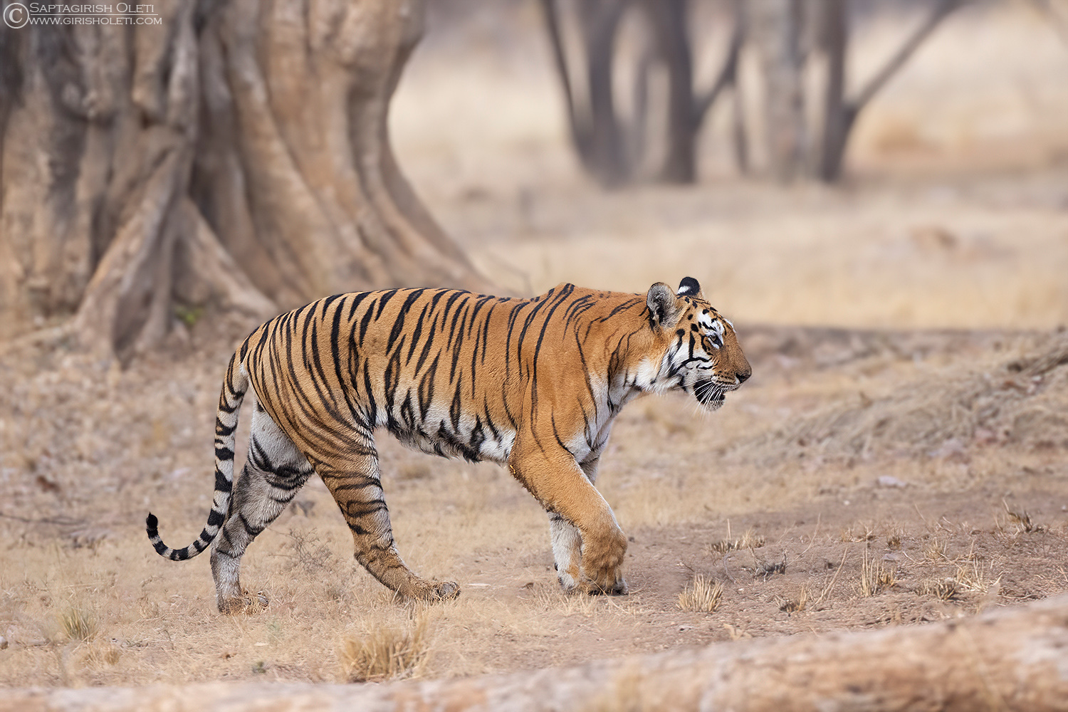 Tiger photographed at Tadoba, India