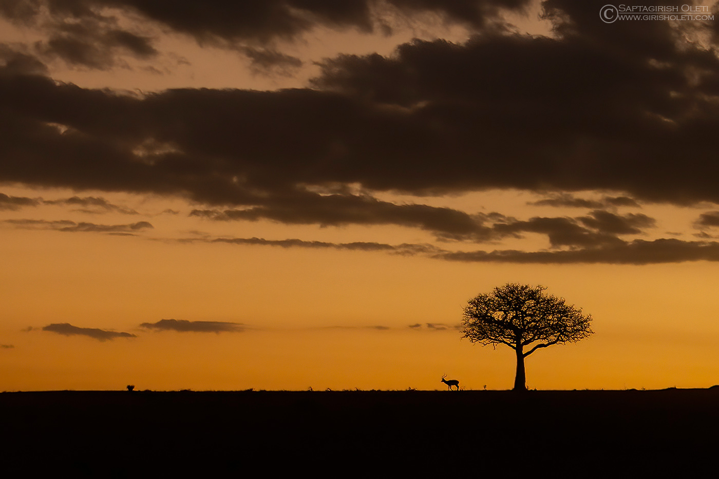 Topi photographed at Masai Mara, Kenya