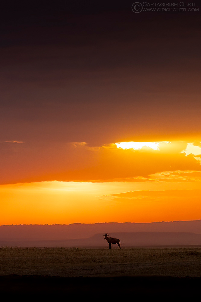 Topi photographed at Masai Mara