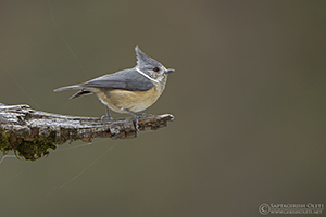 Grey-crested Tit