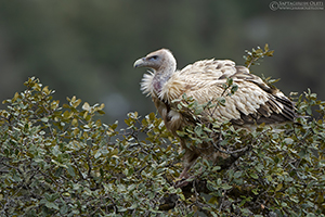 Himalayan Griffon-Vulture