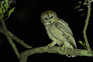 Mottled Wood-owl