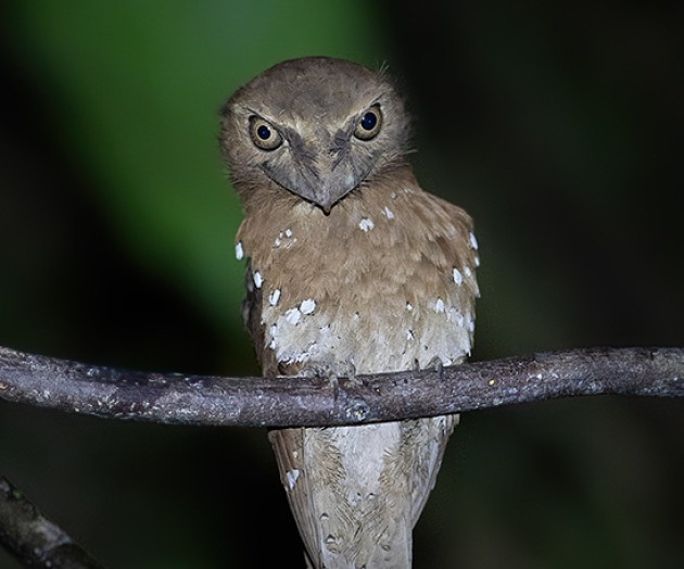 Chasing Dreams and Night Calls: Capturing the Elusive Beauty of Thattekad's Endemic Wonders trip report