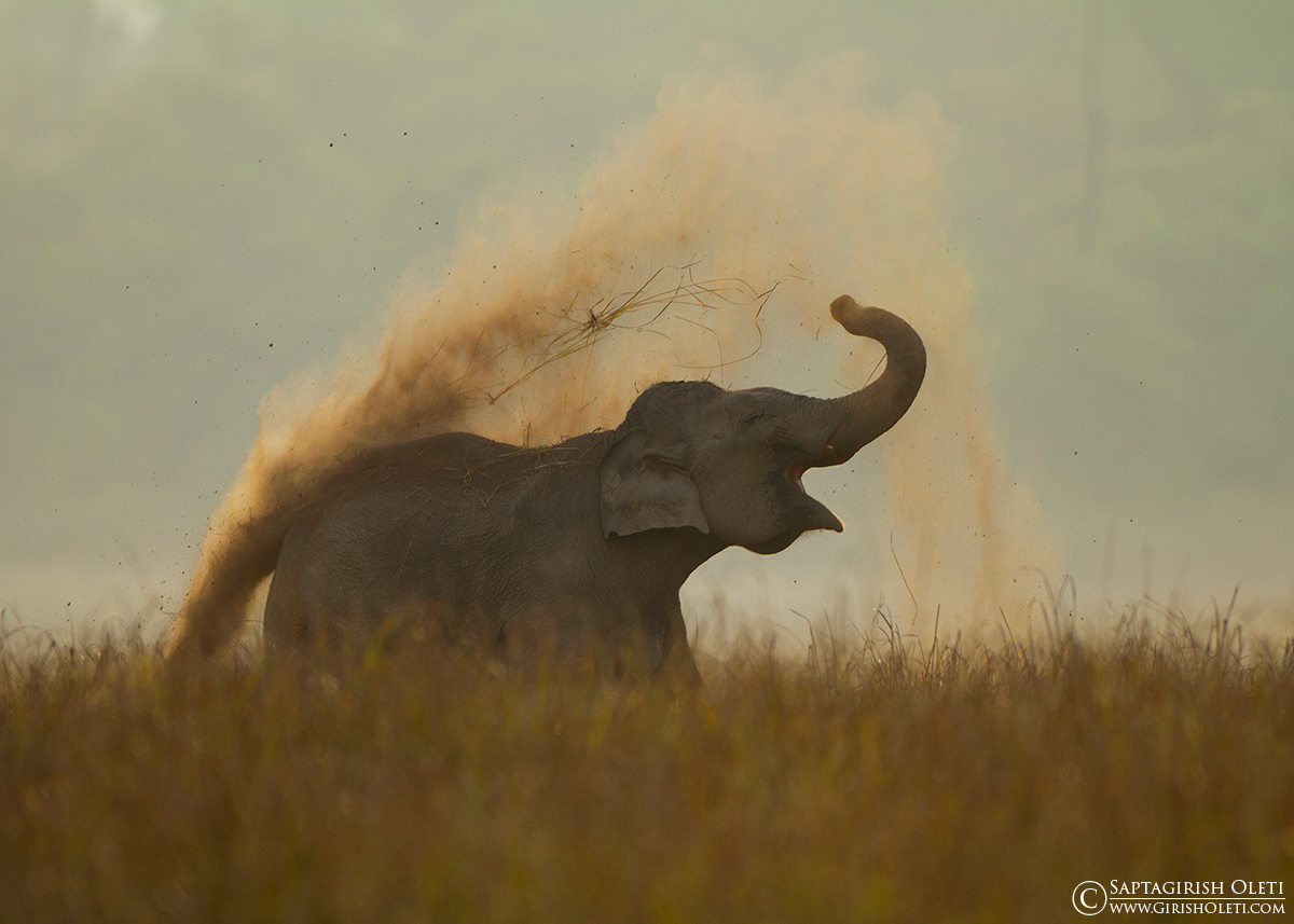 Asian Elephant photographed at Corbett, India