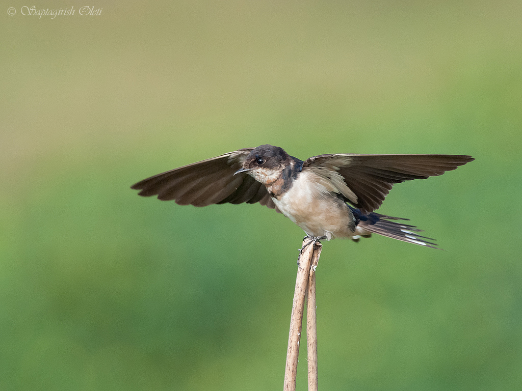 Barn Swallow photographed at Mysore, India