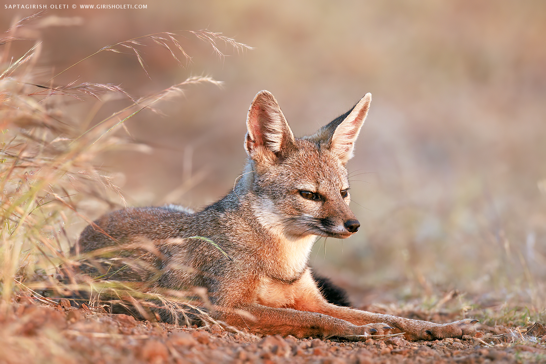 Bengal Fox photographed at Bhigwan, Maharastra