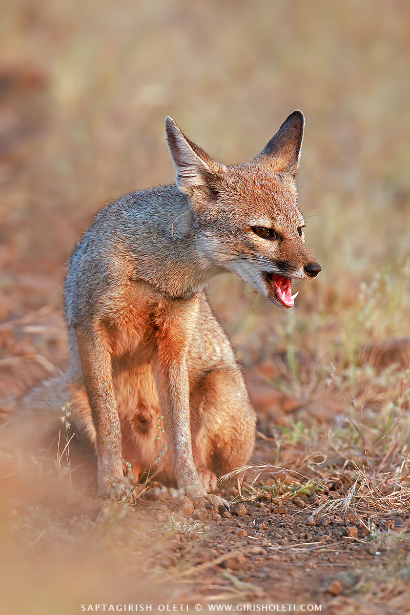 Bengal Fox photographed at Bhigwan, Maharastra