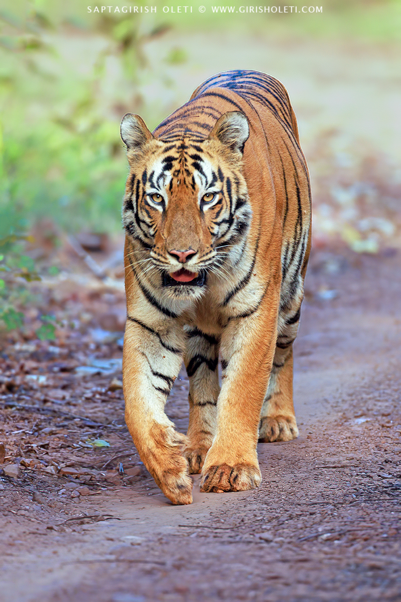 Bengal Tiger photographed at Tadoba Andhari Tiger Reserve