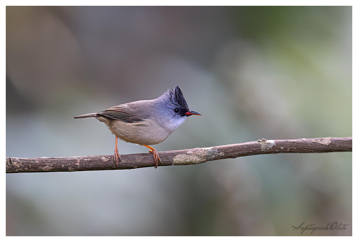 Black-chinned Yuhina photographed at Latpanchar