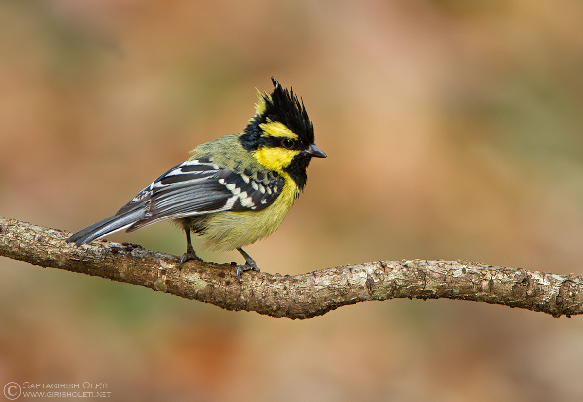 Black-lored Yellow Tit photographed at Sattal, India