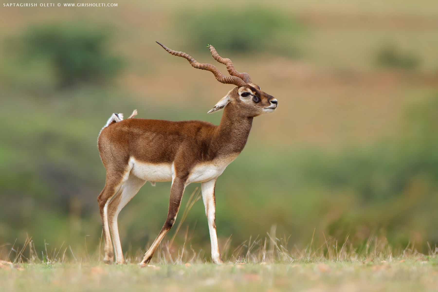 Blackbuck photographed at Maidenahalli, Karnataka
