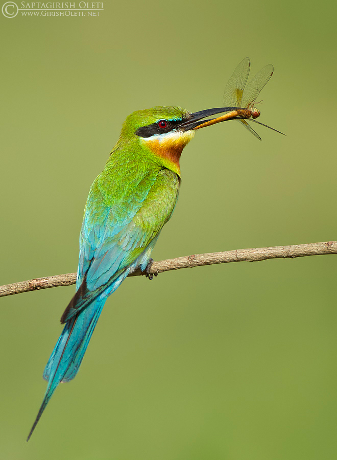 Blue-tailed Bee-eater photographed at Mysore, India