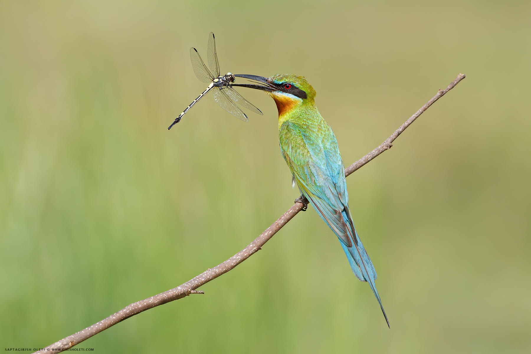 Blue-tailed Bee-eater photographed at Mysore, India