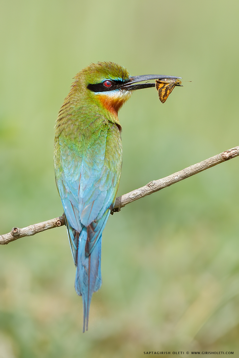 Blue-tailed Bee-eater photographed at Mysore, India