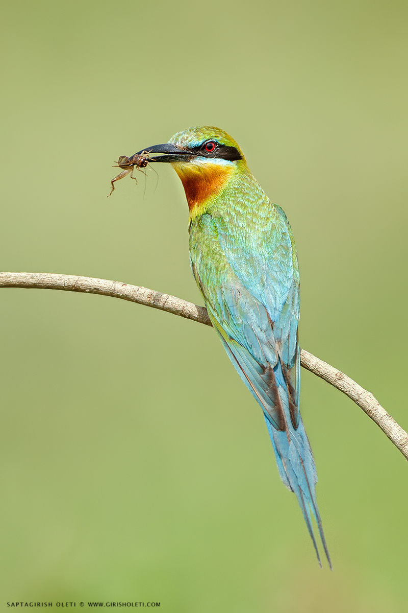 Blue-tailed Bee-eater photographed at Mysore, India