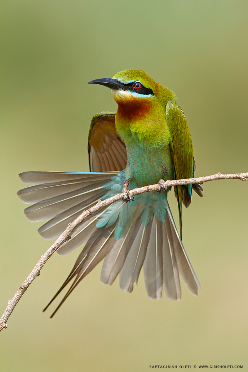 Blue-tailed Bee-eater photographed at Mysore, India