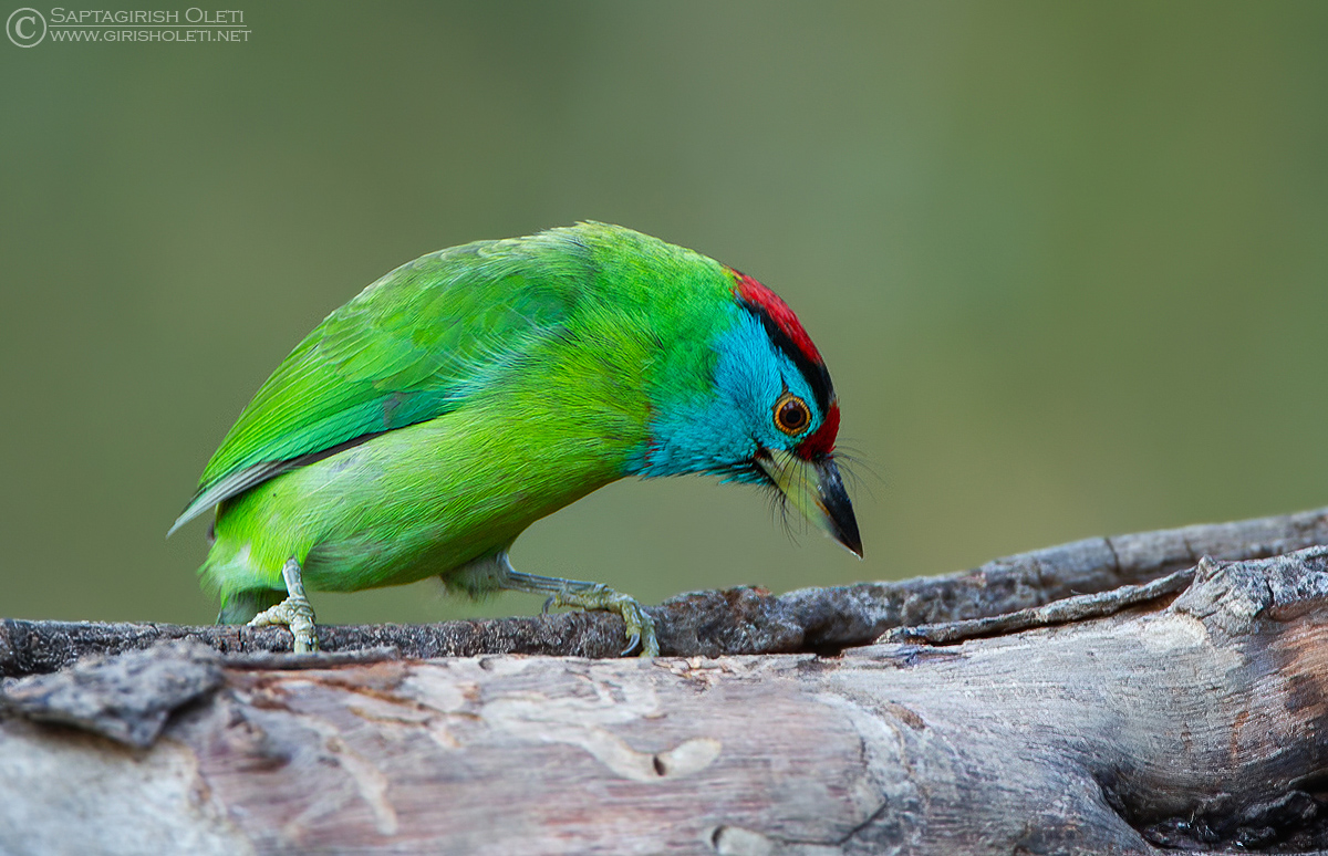 Blue-throated Barbet photographed at Sattal, India