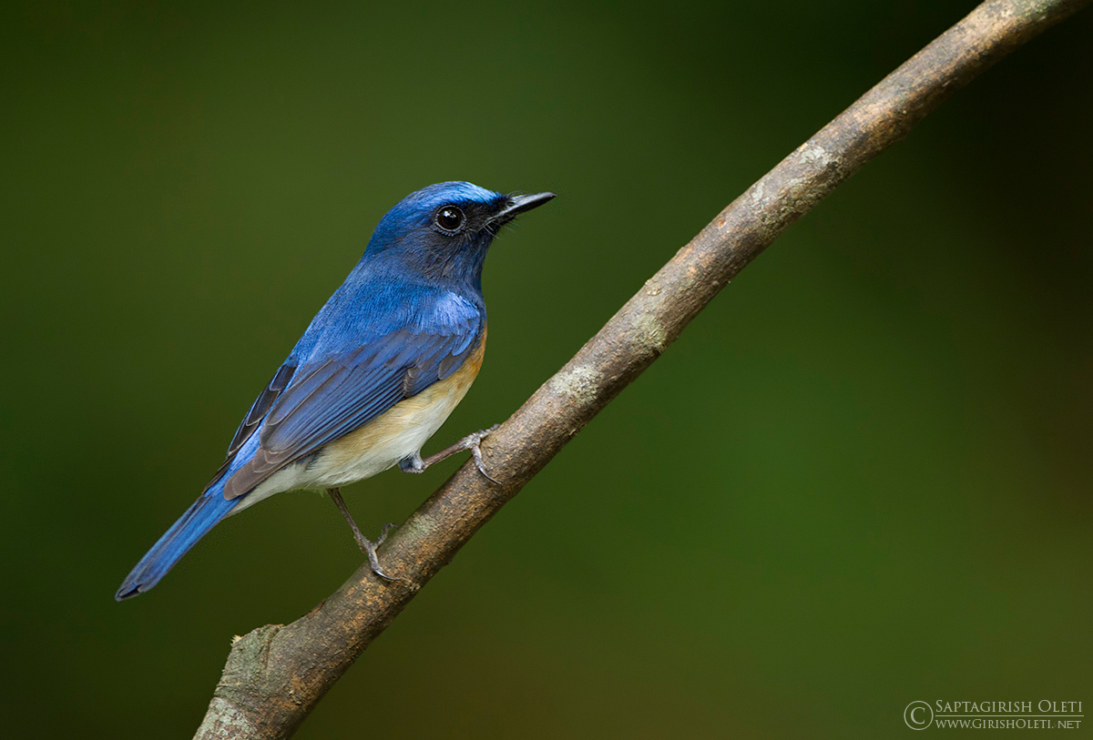 Blue-throated blue flycatcher photographed at Thattekkad, Kerala, India