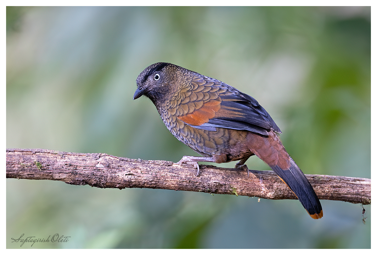 Blue-winged Laughingthrush photographed at Sikkim