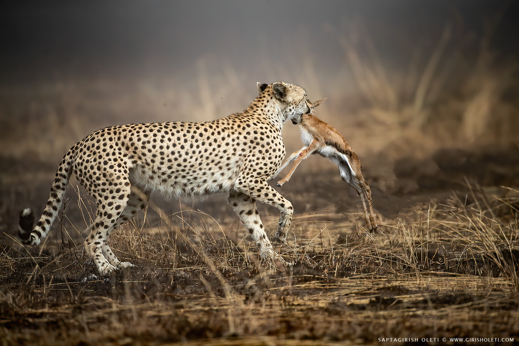 Cheetah photographed at Masai Mara