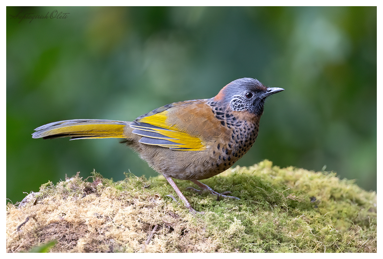 Chestnut-crowned Laughingthrush photographed at Sikkim