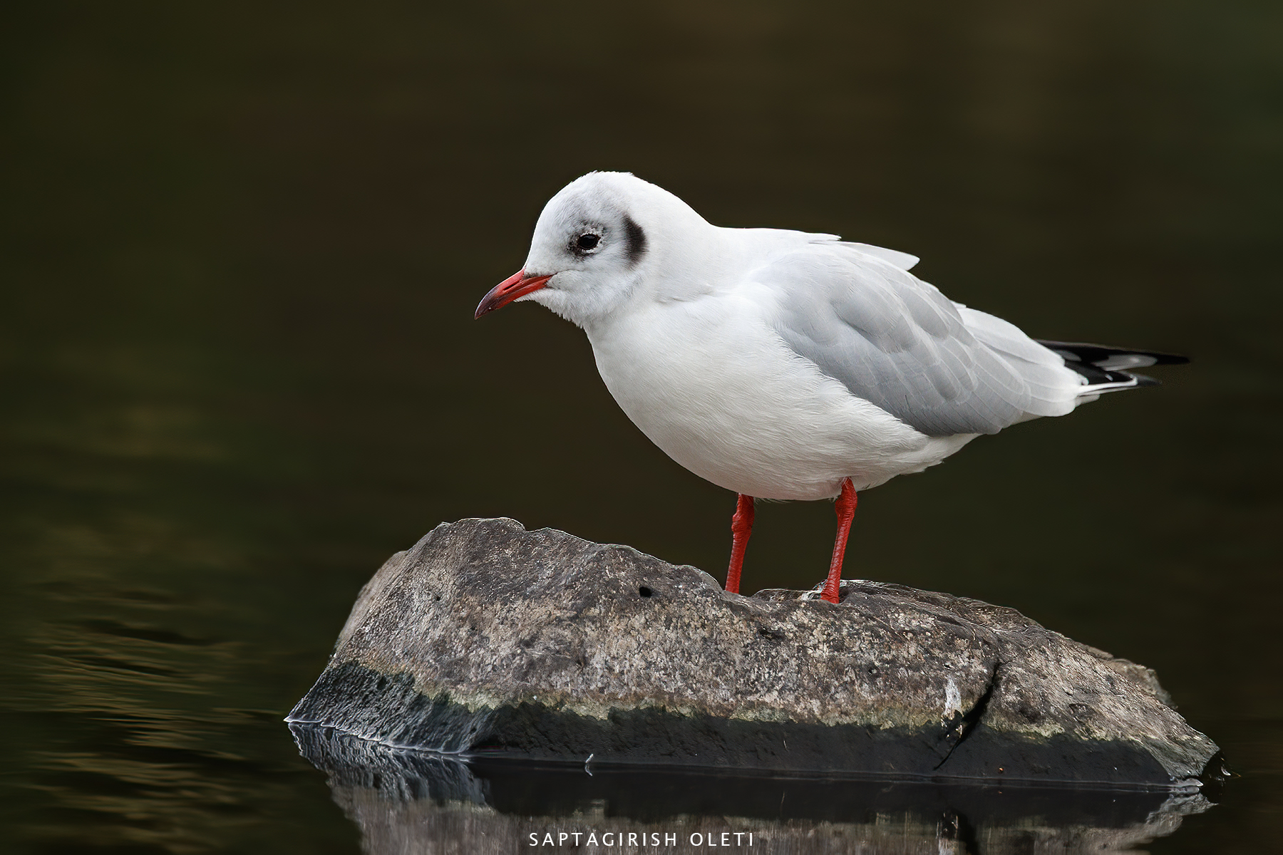Common Black-headed Gull photographed at Edinburgh, Scotland