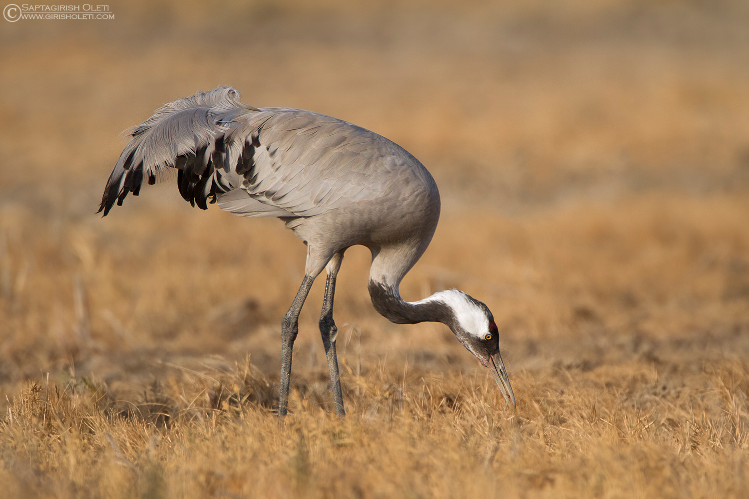 Common Crane photographed at Little Rann of Kutch