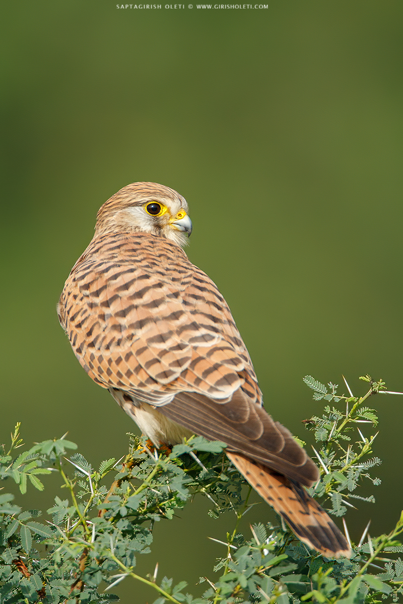 Common Kestrel photographed at Bangalore, India