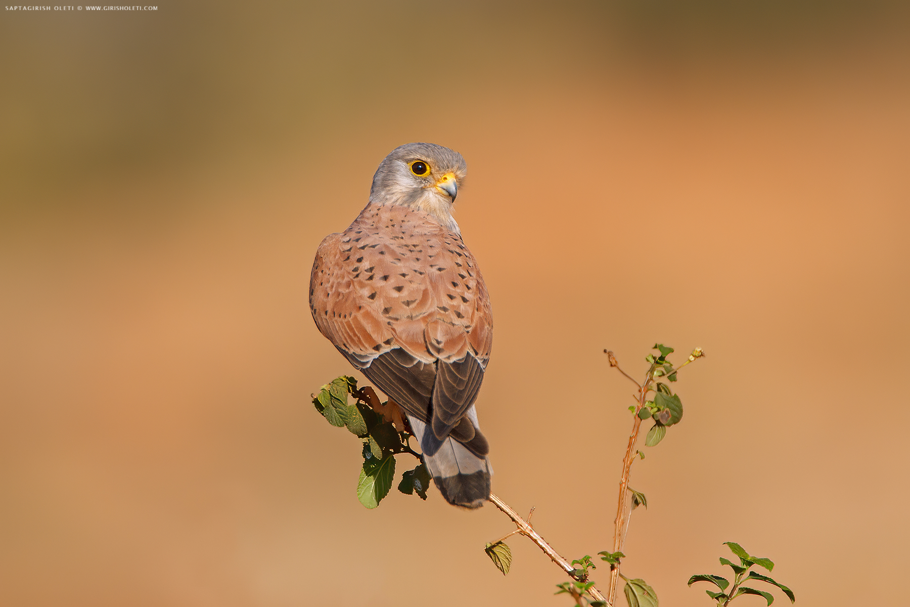 Common Kestrel photographed at Bangalore, India