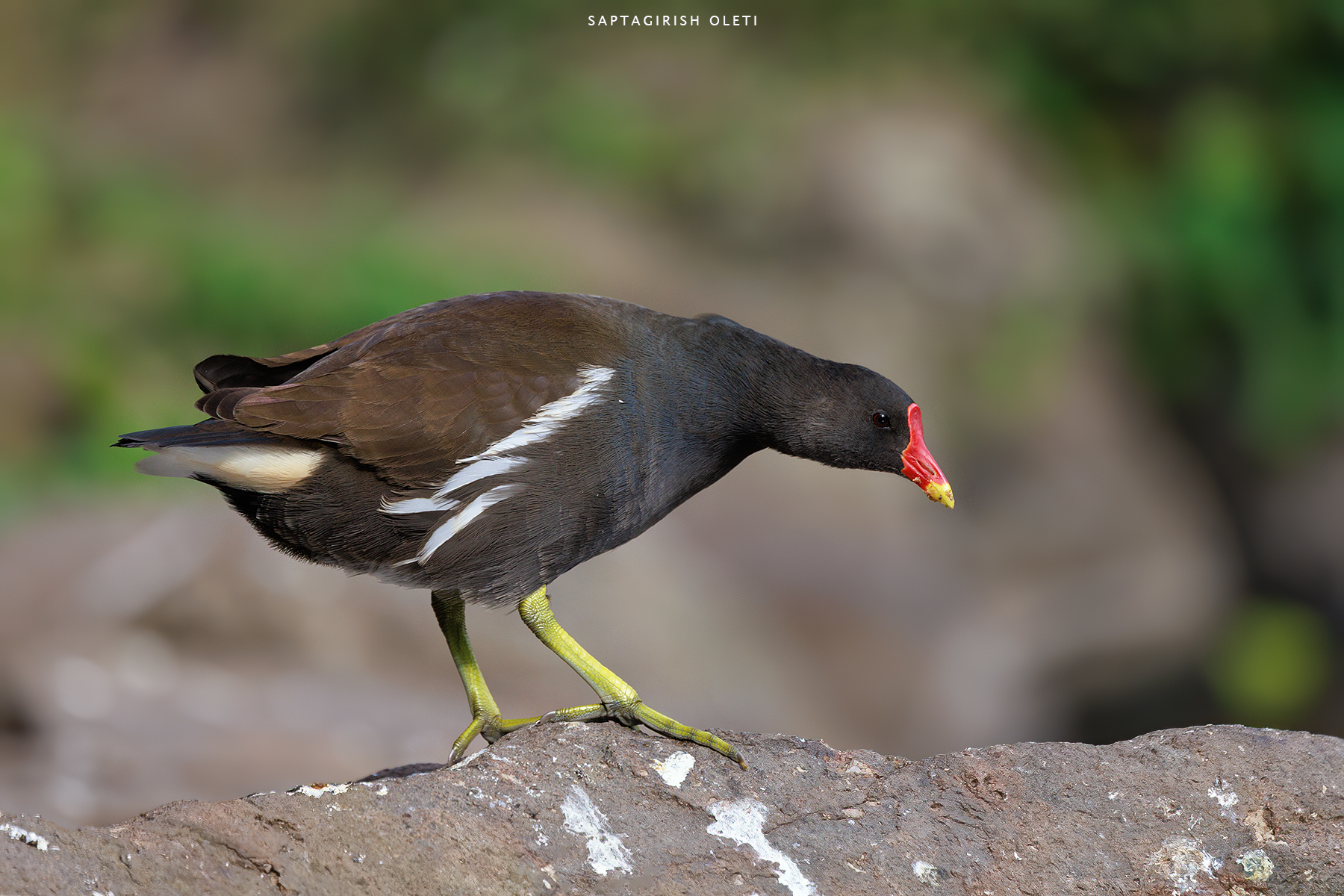 Common Moorhen photographed at Edinburgh, Scotland