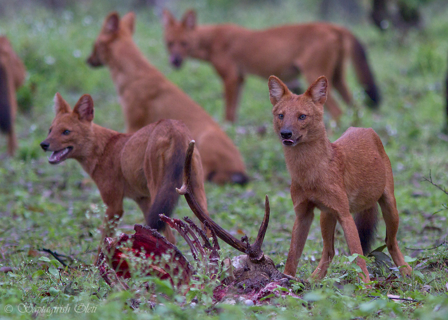 Dhole photographed at Bandipur
