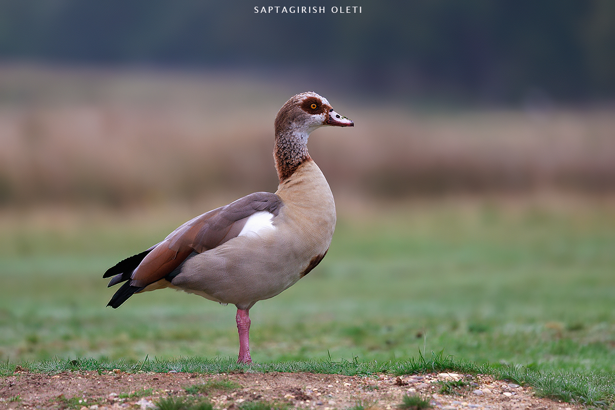 Egyptian goose photographed at London
