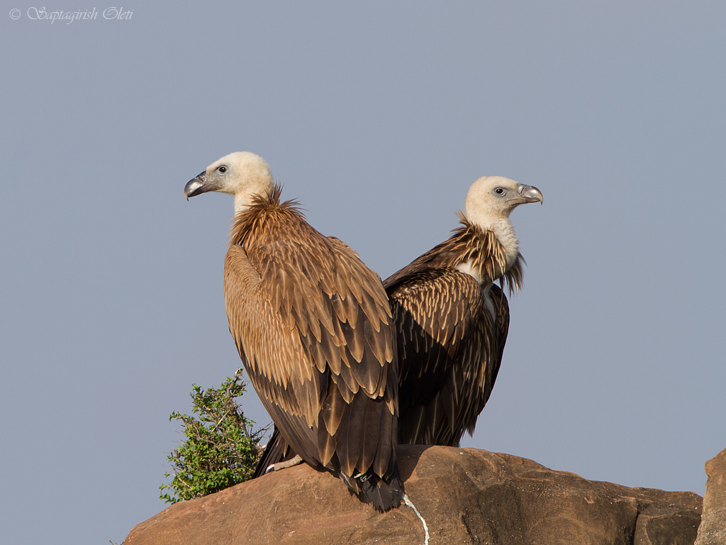 Eurasian Griffon-Vulture photographed at Banni grass lands, Kutch, Guja