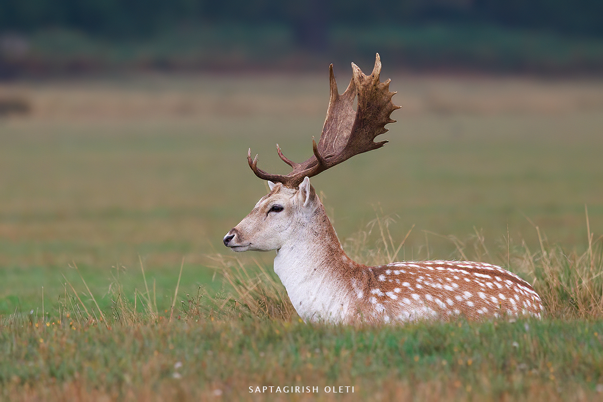 European Fallow deer photographed at London