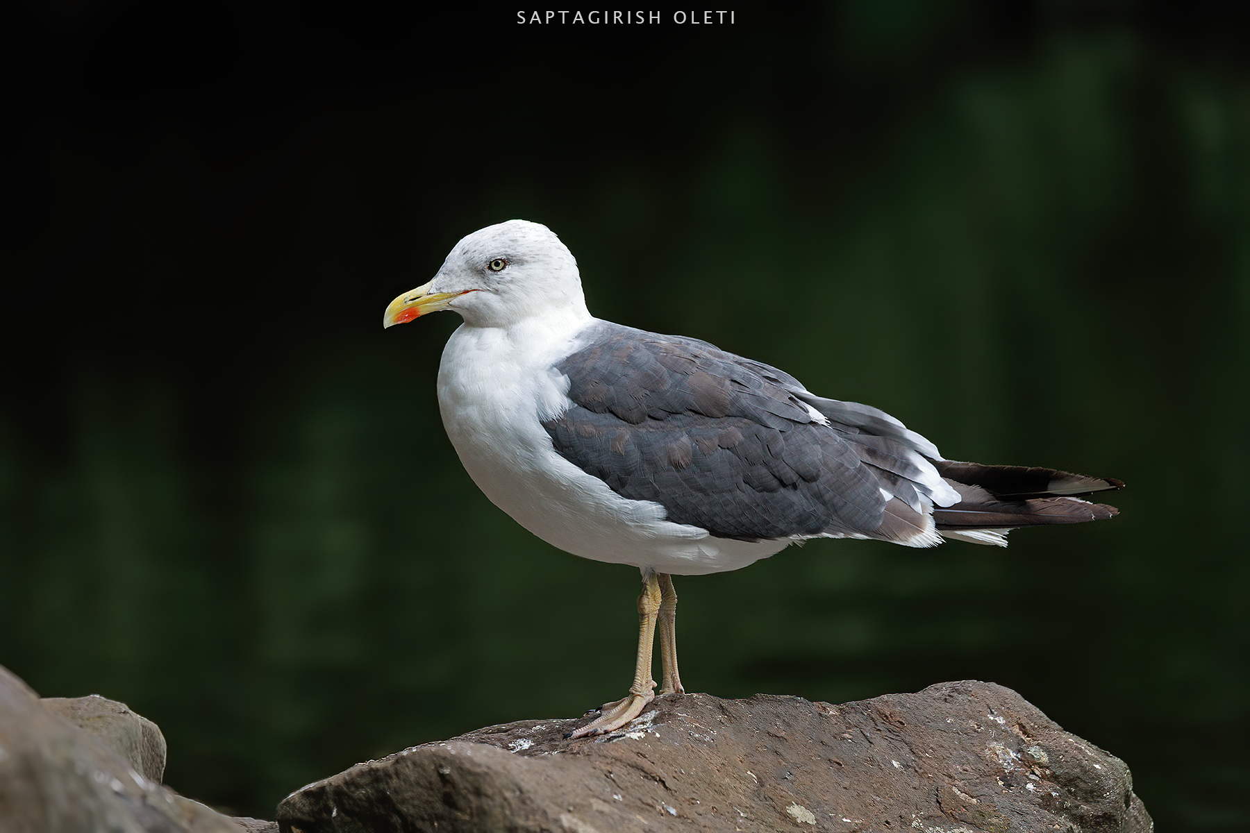 Great black-backed gull photographed at Edinburgh, Scotland