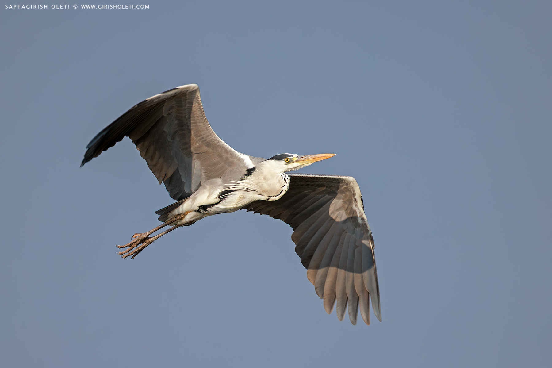Grey Heron photographed at Bhigwan, Maharastra