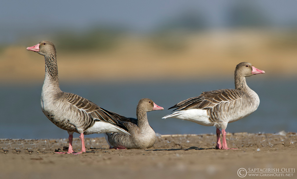 Greylag Goose photographed at Little Rann of Kutch