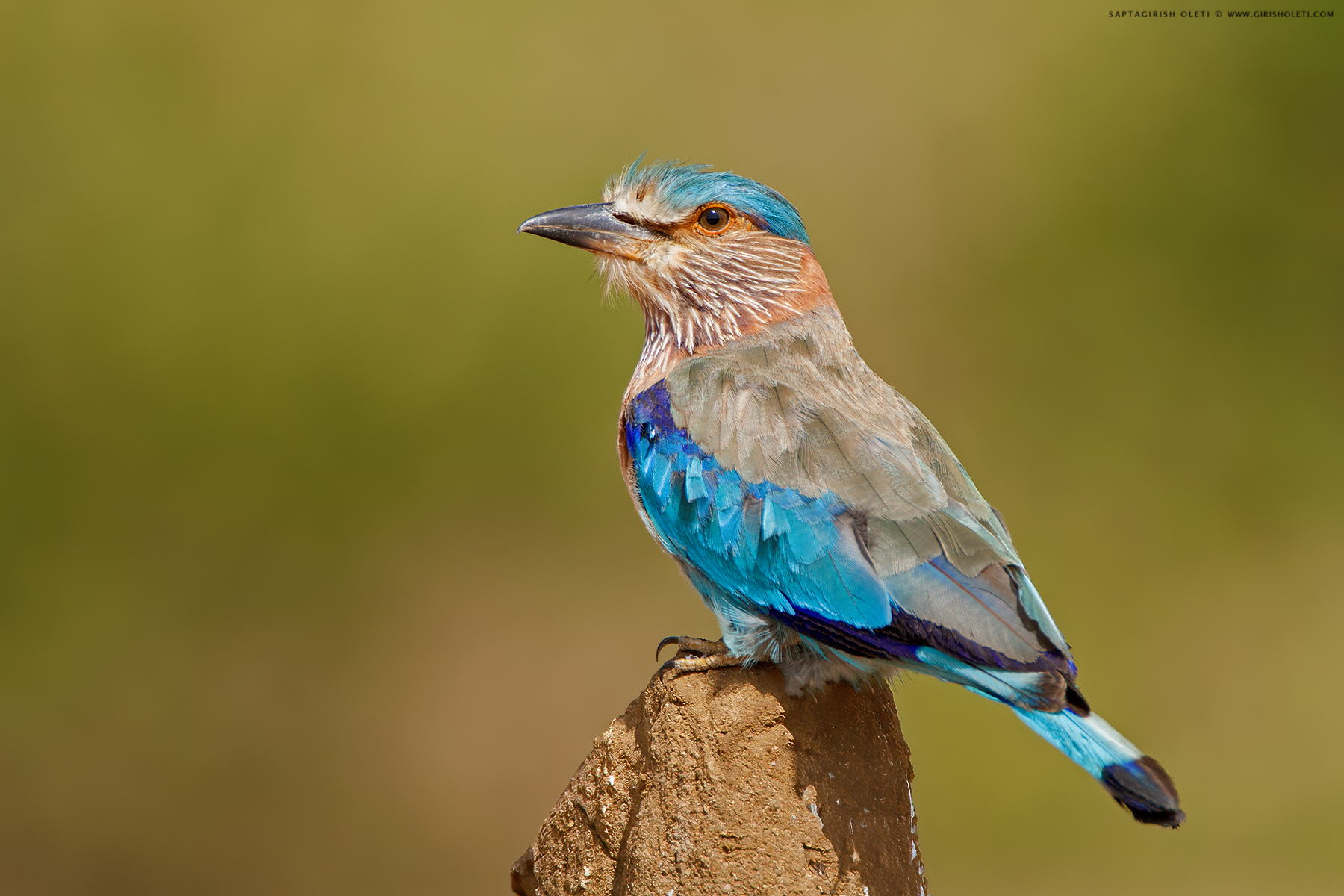 Indian Roller photographed at Bangalore, India