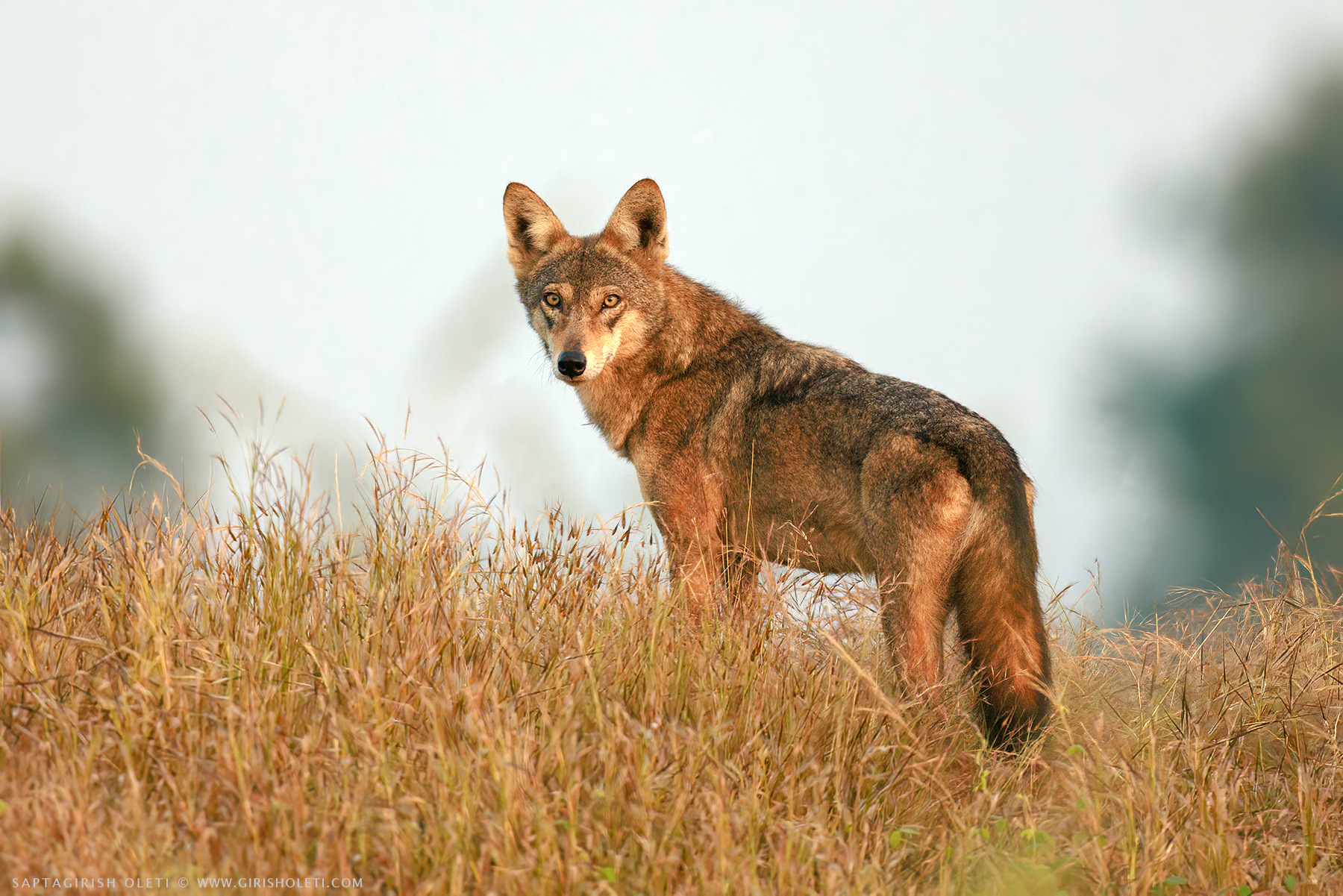 Indian wolf photographed at Bhigwan, Maharastra