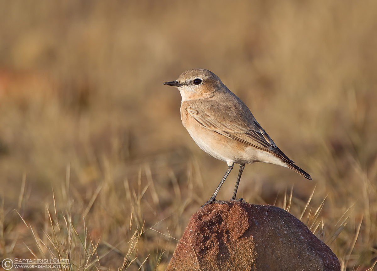 Isabelline Wheatear photographed at Kutch, Gujarat
