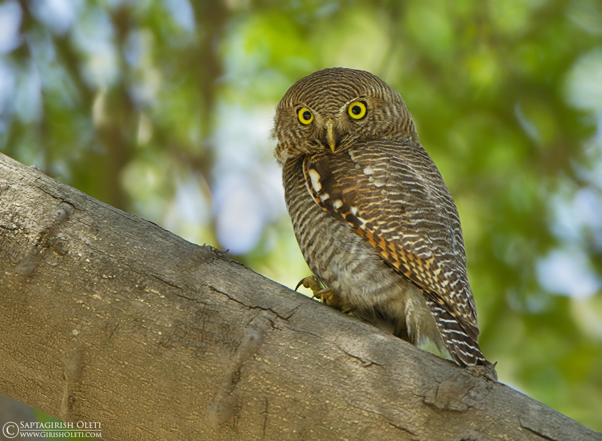 Jungle Owlet photographed at Sattal, India