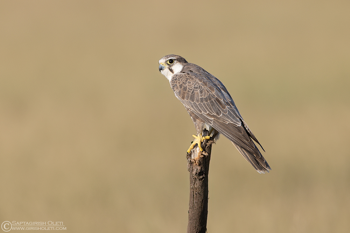 Laggar Falcon photographed at Taal Chappar, Rajasthan